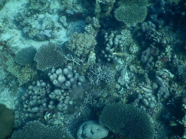 DSCN2490 Scuba Tanzania Mikindani Bay Humpbacks Reefs