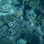 DSCN2490 - Scuba Tanzania Mikindani Bay Humpbacks Reefs