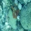 DSCN2491 - Scuba Tanzania Mikindani Bay Humpbacks Reefs