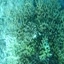 DSCN2492 - Scuba Tanzania Mikindani Bay Humpbacks Reefs