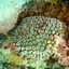 DSCN2494 - Scuba Tanzania Mikindani Bay Humpbacks Reefs