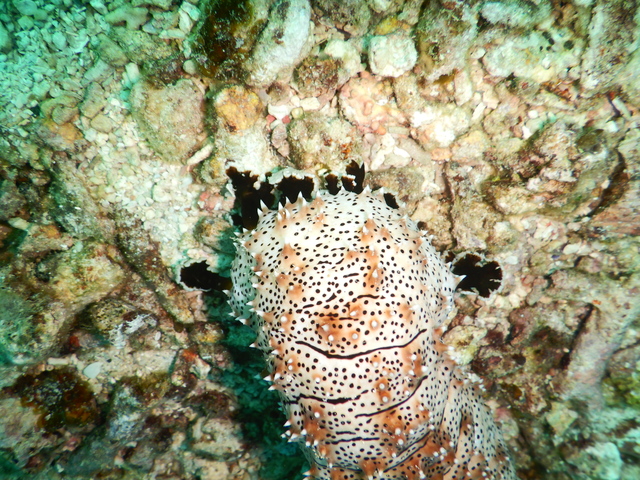 DSCN2495 Scuba Tanzania Mikindani Bay Humpbacks Reefs
