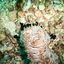 DSCN2495 - Scuba Tanzania Mikindani Bay Humpbacks Reefs