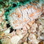 DSCN2496 - Scuba Tanzania Mikindani Bay Humpbacks Reefs