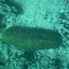 DSCN2498 - Scuba Tanzania Mikindani Bay Humpbacks Reefs