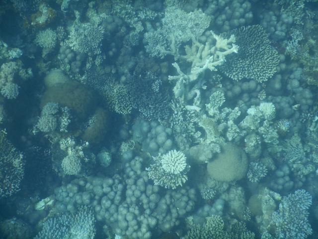 DSCN2503 Scuba Tanzania Mikindani Bay Humpbacks Reefs