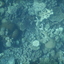 DSCN2503 - Scuba Tanzania Mikindani Bay Humpbacks Reefs