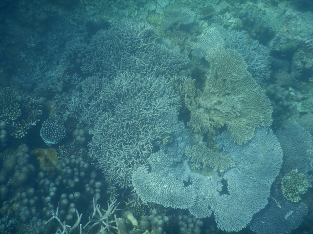 DSCN2504 Scuba Tanzania Mikindani Bay Humpbacks Reefs