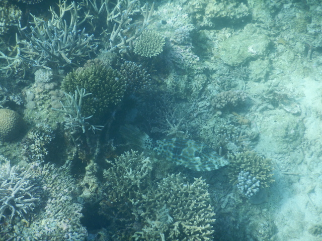 DSCN2506 Scuba Tanzania Mikindani Bay Humpbacks Reefs
