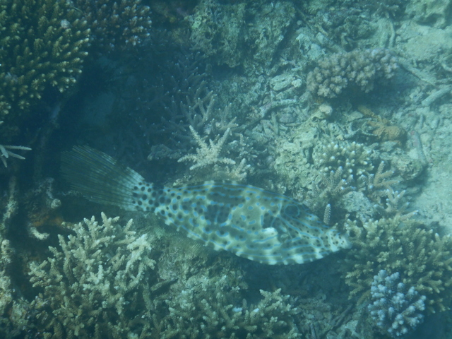 DSCN2507 Scuba Tanzania Mikindani Bay Humpbacks Reefs