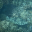 DSCN2507 - Scuba Tanzania Mikindani Bay Humpbacks Reefs