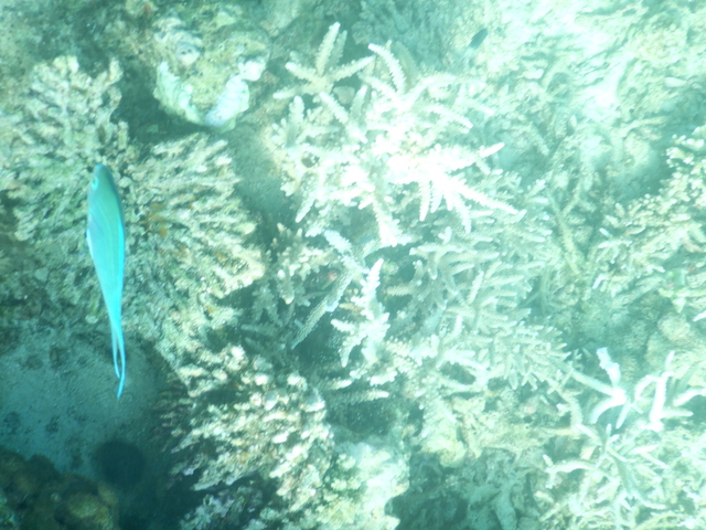 DSCN2511 Scuba Tanzania Mikindani Bay Humpbacks Reefs