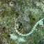 DSCN2512 - Scuba Tanzania Mikindani Bay Humpbacks Reefs