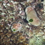 DSCN2514 - Scuba Tanzania Mikindani Bay Humpbacks Reefs