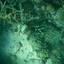 DSCN2515 - Scuba Tanzania Mikindani Bay Humpbacks Reefs