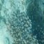 DSCN2516 - Scuba Tanzania Mikindani Bay Humpbacks Reefs