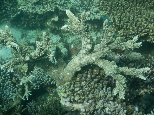 DSCN2518 Scuba Tanzania Mikindani Bay Humpbacks Reefs