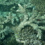 DSCN2518 - Scuba Tanzania Mikindani Bay Humpbacks Reefs
