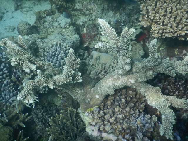 DSCN2519 Scuba Tanzania Mikindani Bay Humpbacks Reefs
