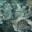 DSCN2519 - Scuba Tanzania Mikindani Bay Humpbacks Reefs