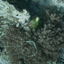 DSCN2520 - Scuba Tanzania Mikindani Bay Humpbacks Reefs