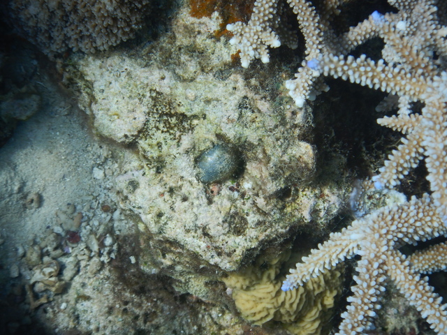 DSCN2521 Scuba Tanzania Mikindani Bay Humpbacks Reefs