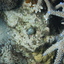DSCN2521 - Scuba Tanzania Mikindani Bay Humpbacks Reefs