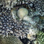 DSCN2523 - Scuba Tanzania Mikindani Bay Humpbacks Reefs
