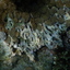 DSCN2524 - Scuba Tanzania Mikindani Bay Humpbacks Reefs