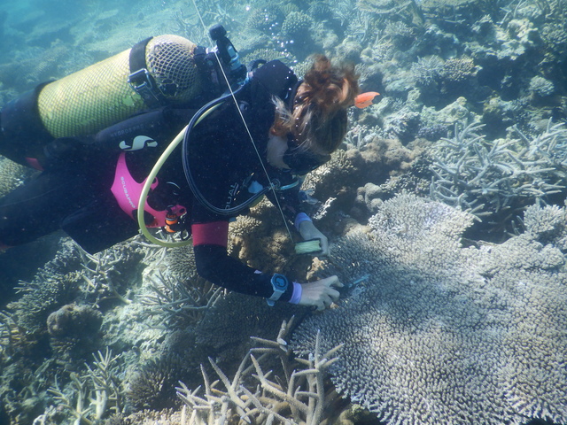 DSCN2526 Scuba Tanzania Mikindani Bay Humpbacks Reefs