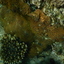DSCN2529 - Scuba Tanzania Mikindani Bay Humpbacks Reefs