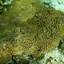DSCN2530 - Scuba Tanzania Mikindani Bay Humpbacks Reefs