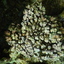 DSCN2531 - Scuba Tanzania Mikindani Bay Humpbacks Reefs