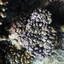 DSCN2532 - Scuba Tanzania Mikindani Bay Humpbacks Reefs