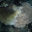 DSCN2535 - Scuba Tanzania Mikindani Bay Humpbacks Reefs