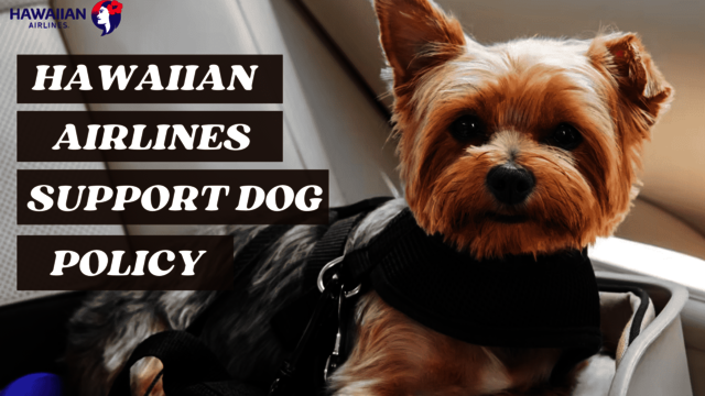 hawaiian-airlines-support-dog-policy Hawaiian Airlines Support Dog Policy