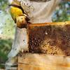 beekeeping - https://ozarmour