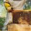 beekeeping - https://ozarmour.co/en-eu