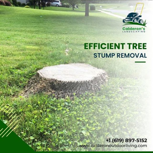 381228582 122133985814006420 885 San Diego Stump Grinding Service Near Me: Expert Tree Stump Removal