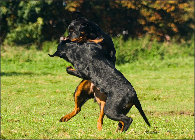 34 - Floss en Knut 18 okt