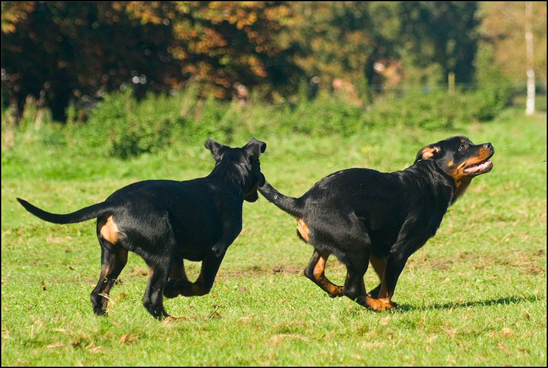 35 - Floss en Knut 18 okt