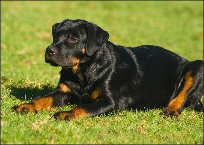 66 - Floss en Knut 18 okt