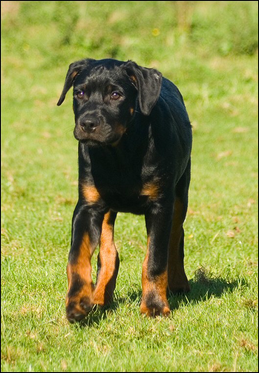 136 - Floss en Knut 18 okt