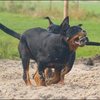 44 - Knut en Floss spelen 26 okt