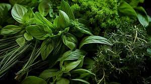 Indian Herbs Picture Box
