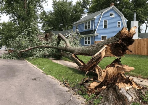 tree removal Charlottesville Tree Works