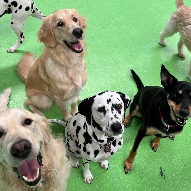 Dog daycare Burwood, VIC The Dog Dazzlers