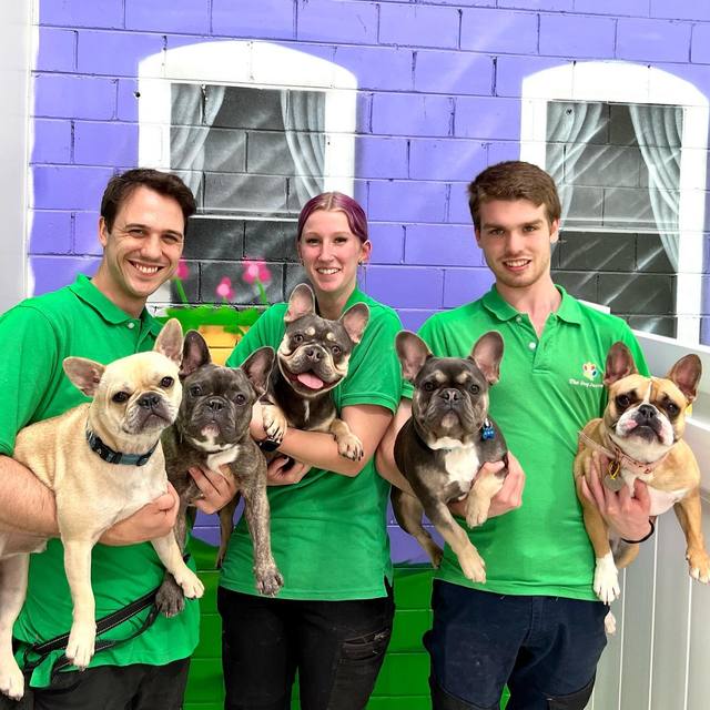 Dog daycare in Burwood, VIC The Dog Dazzlers