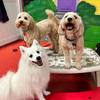 Dog groomer Burwood, VIC - The Dog Dazzlers