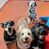 Dog groomer in Burwood, VIC - The Dog Dazzlers